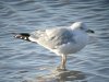 Ring-billed Gull at Westcliff Seafront (Steve Arlow) (94681 bytes)
